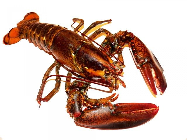A lobster as a symbol image.