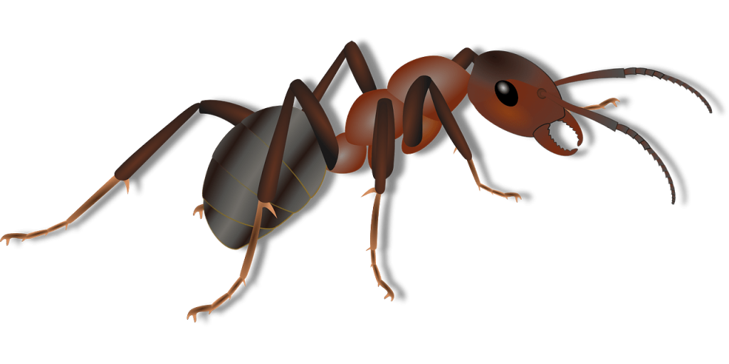 Graphic: An ant.