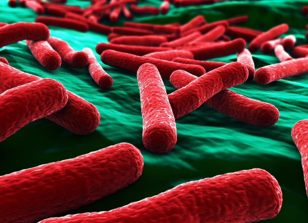 Symbol photo: Bacteria