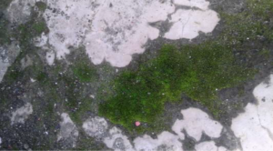 Image 04: Algal growth on moist exterior surface